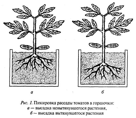 пикировка томатов